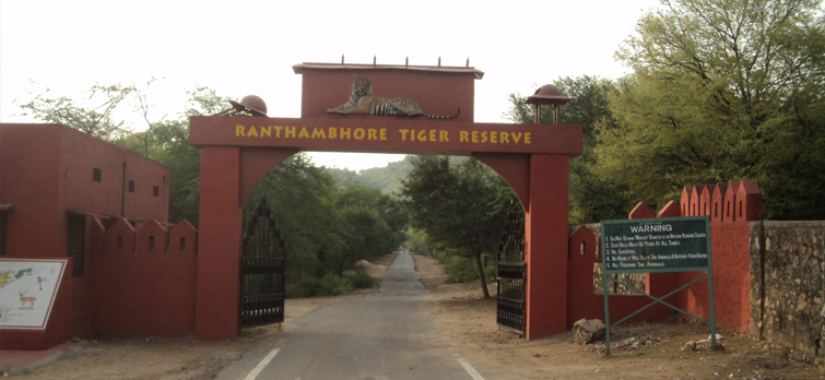 Tigres reserva Ranthambore India
