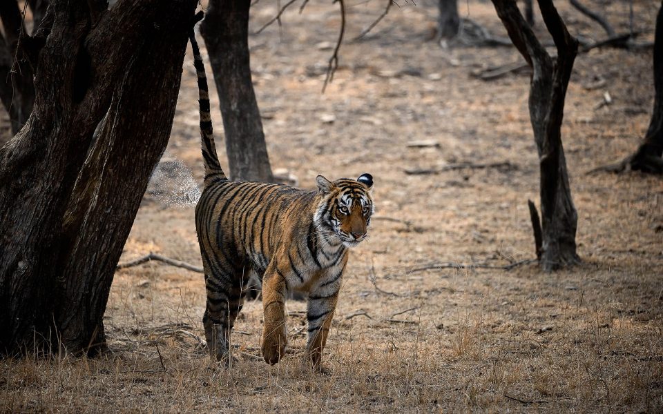 tigres no parque ranthambore Índia